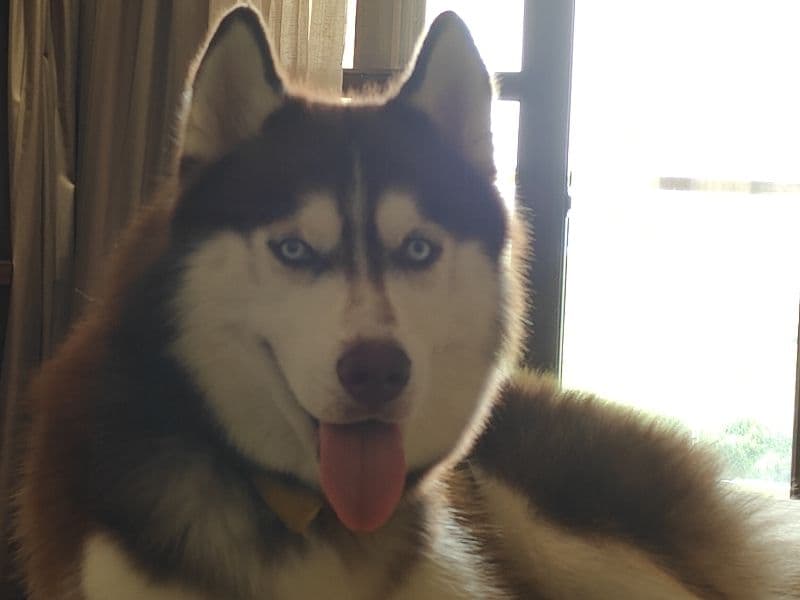 Cosmo primary photo