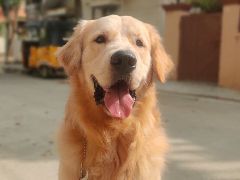 Golden Retriever Corgi 1 year 6 months old male large named Zen for breeding in Hyderabad, Telangana | Petmeetly