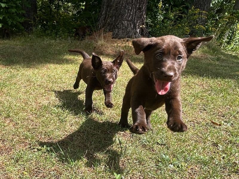 Ricky - Labrador Retriever | Petmeetly