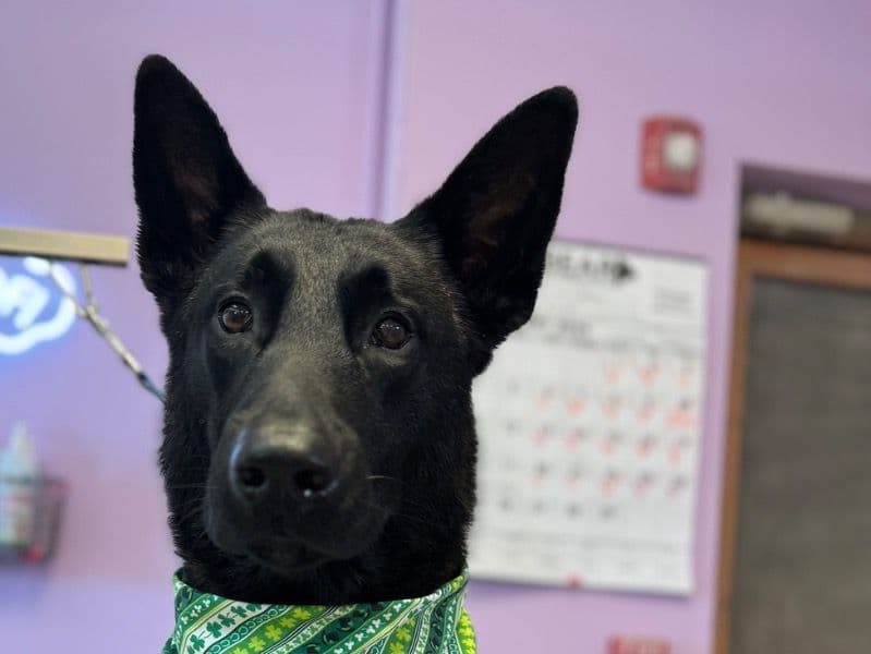 Max primary photo