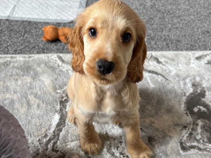 Lulu primary photo