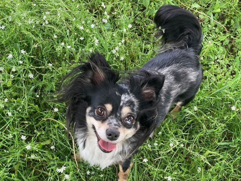 Phoebe primary photo
