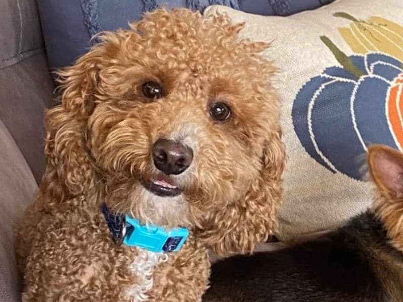 Goldendoodle 4 years 9 months old male small named Shaggy for breeding in Miami-Dade County, Florida | Petmeetly