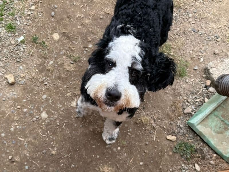 Oreo primary photo