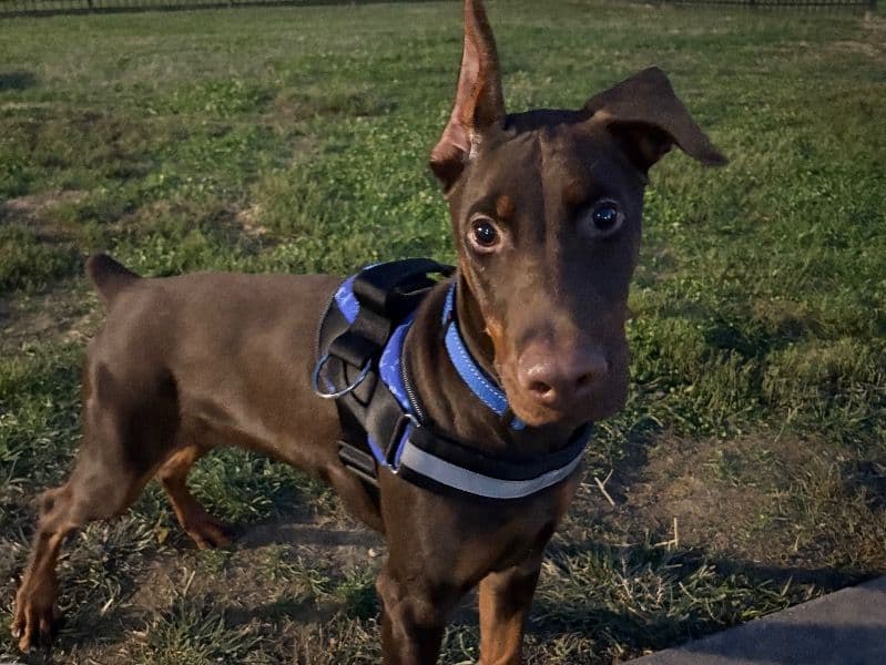 Doberman 11 months old female medium named Bluu for sale in Daviess County, Kentucky | Petmeetly
