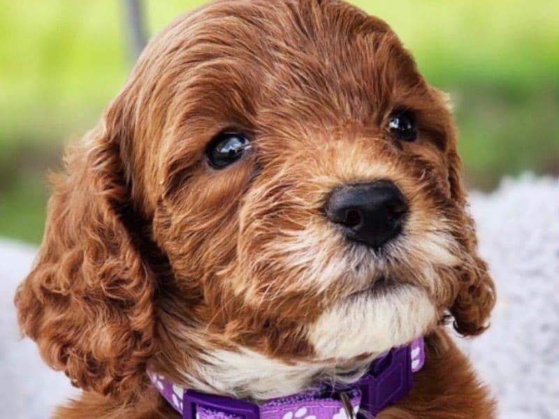 Mini Golden Doodle 2 months old male small named Brodie for breeding in Broward County, Florida | Petmeetly