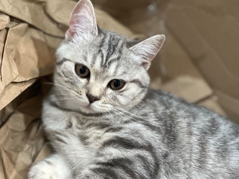 Mika primary photo