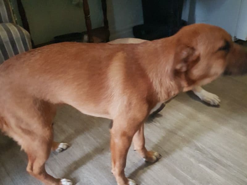 Belgian Malinois 1 year 8 months old female medium named Ginger for breeding in Toronto, Ontario | Petmeetly