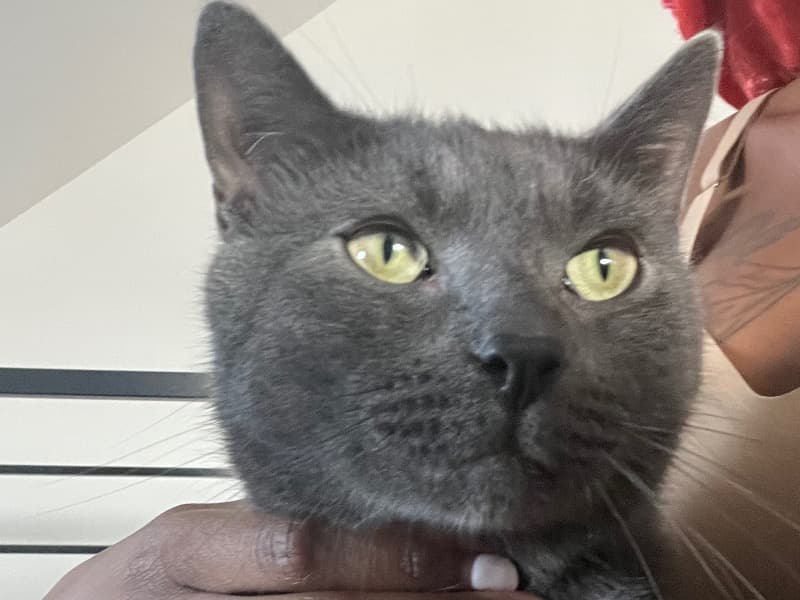 Russian Blue 2 years 9 months old male named Sylvester for sale in Los Angeles County, California | Petmeetly