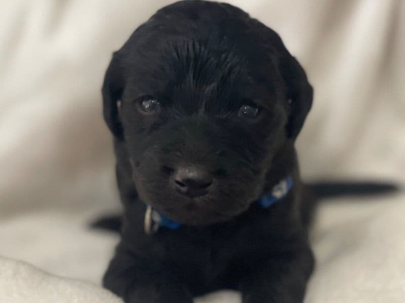 Golden Retriever 1 month old male large named Blue Collar Male for sale in Ouachita Parish, Louisiana | Petmeetly