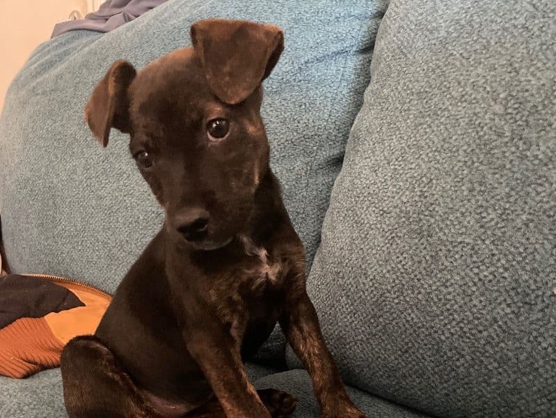 Chihuahua 2 months old female small named Teeny for sale in Tulsa County, Oklahoma | Petmeetly