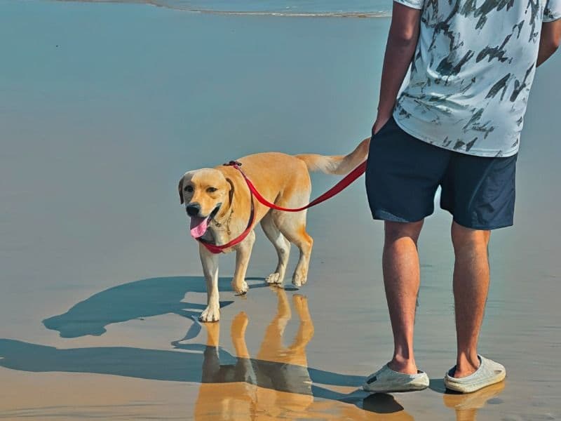 English Labrador Retriever 1 year 5 months old male large named Happy for breeding in Central Division, Odisha | Petmeetly