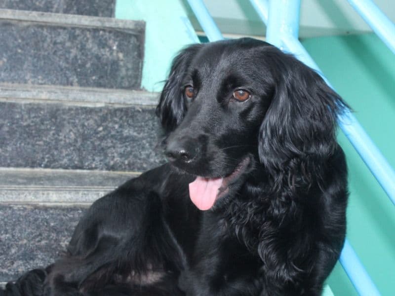 Blacky primary photo