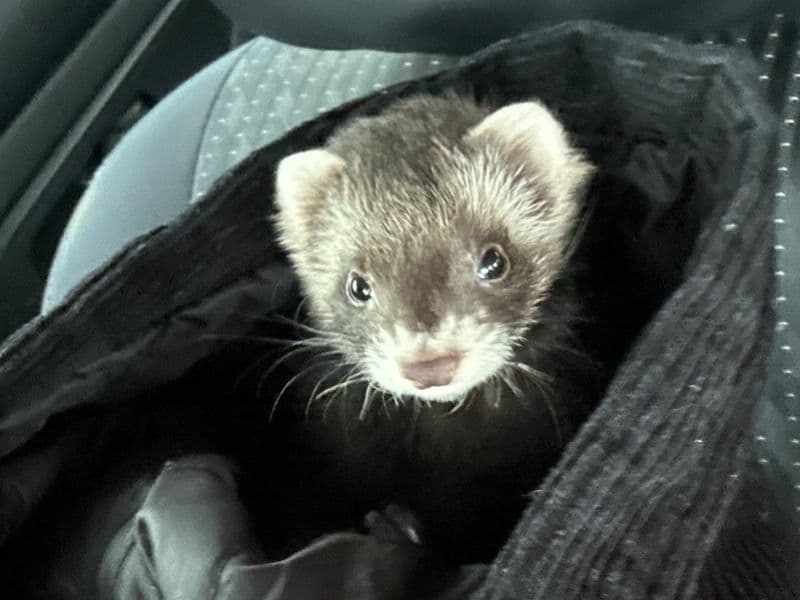 Ferret 3 months old female named Coconut for sale in Burlington County, New Jersey | Petmeetly