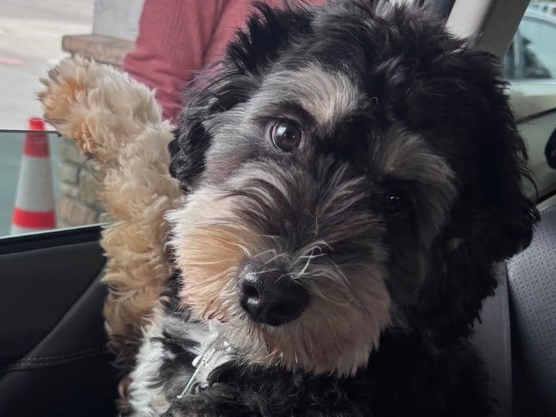 Chewie primary photo