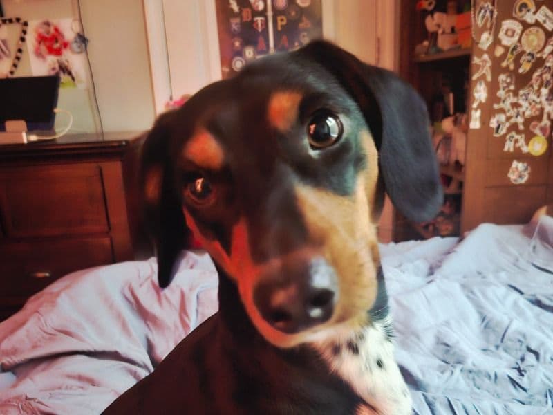 Miniature Dachshund 2 years 4 months old male small named Buckeye for breeding in Palmetto, Florida | Petmeetly