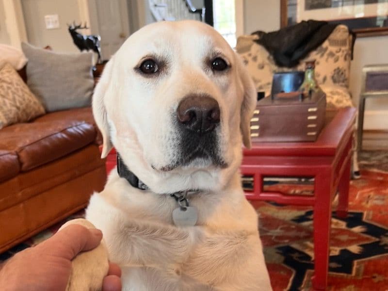 White Labrador Retriever 5 years 7 months old male large named Bjorn for breeding in Dallas County, Texas | Petmeetly