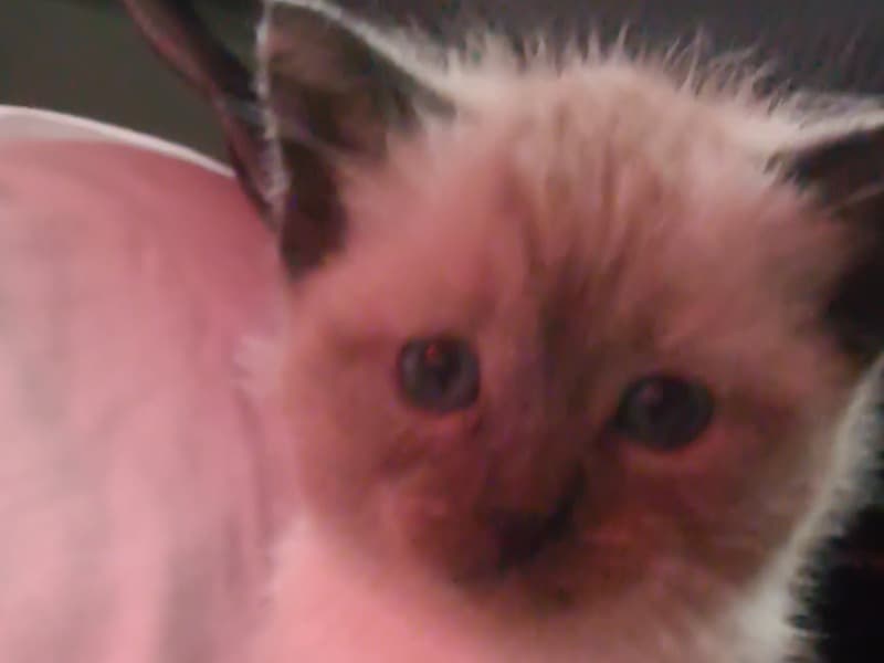 Siamese 1 month old female named Princess for sale in Los Angeles County, California | Petmeetly