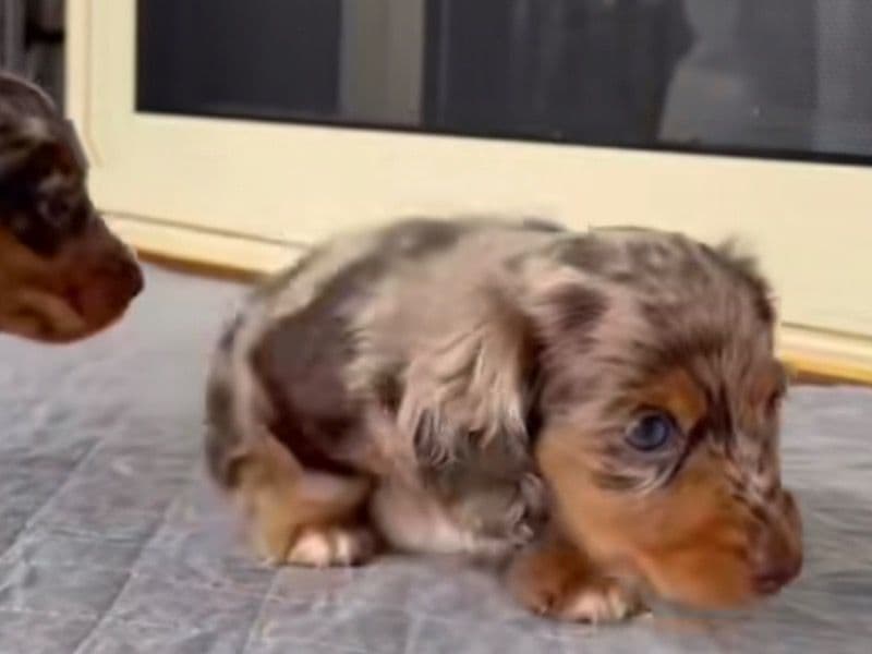 Dorkie 4 months old female small named Miniature Dachshund for sale in Colorado | Petmeetly