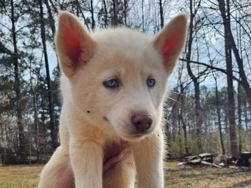 Siberian Husky 2 months old male small named Copo for sale in Catawba County, North Carolina | Petmeetly