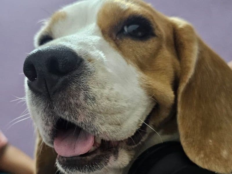 Beagle 5 years 6 months old female medium named Millie for breeding in Meerut Division, Uttar Pradesh | Petmeetly
