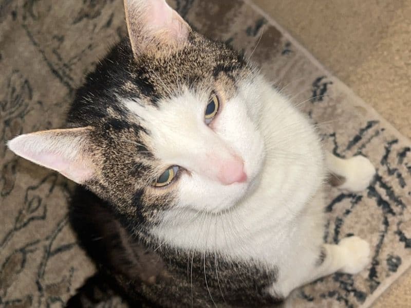 Prince - American Shorthair | Petmeetly