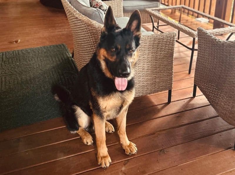 Black German Shepherd 1 year 11 months old male large named Obi for breeding in Forsyth County, Georgia | Petmeetly