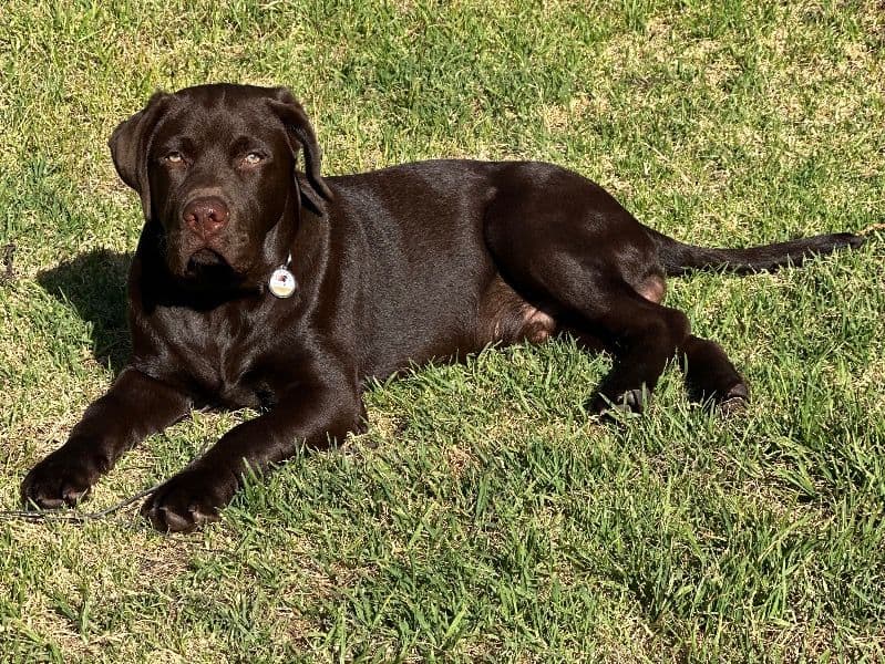 Labrador Retriever 3 years 3 months old male large named Maverick for breeding in City of Monash, Victoria | Petmeetly