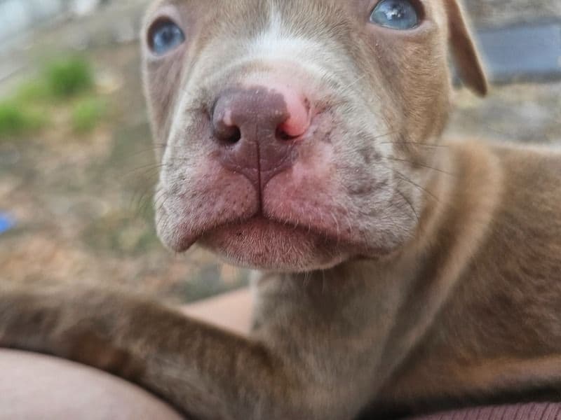 American PitBull Terrier 2 months old female small named Leona for sale in Hillsborough County, Florida | Petmeetly