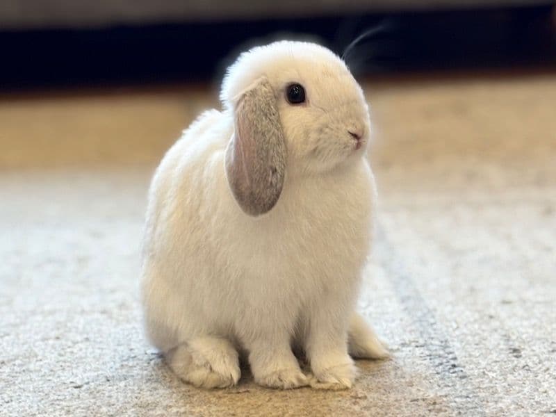 Holland Lop 4 months old male named Willy for sale in Anne Arundel County, Maryland | Petmeetly