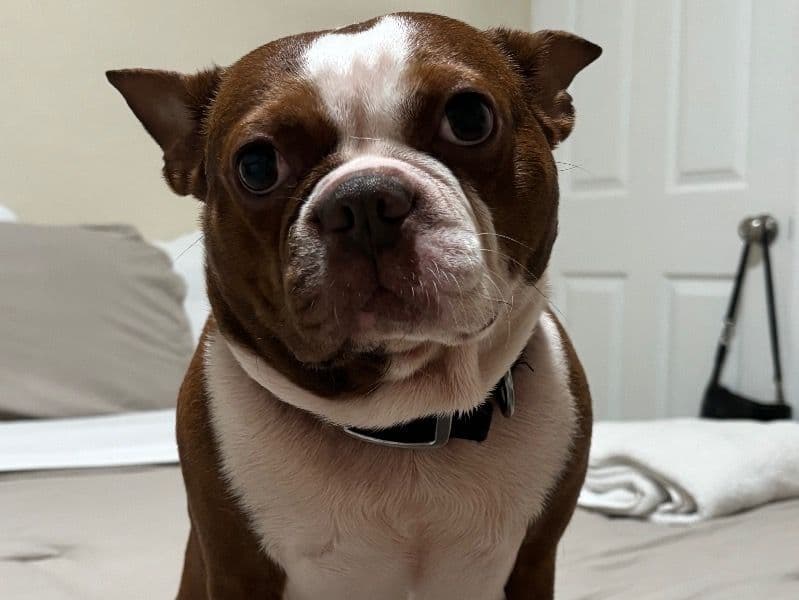 Boston Terrier 7 years 3 months old male medium named Troy for breeding in Miami-Dade County, Florida | Petmeetly