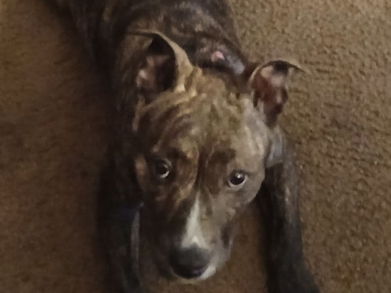 Rednose Pitbull Terrier 5 months old female small named Clover for sale in San Francisco County, California | Petmeetly