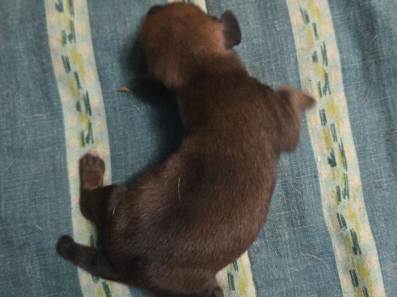 Puppy 4 - Dachshund | Petmeetly
