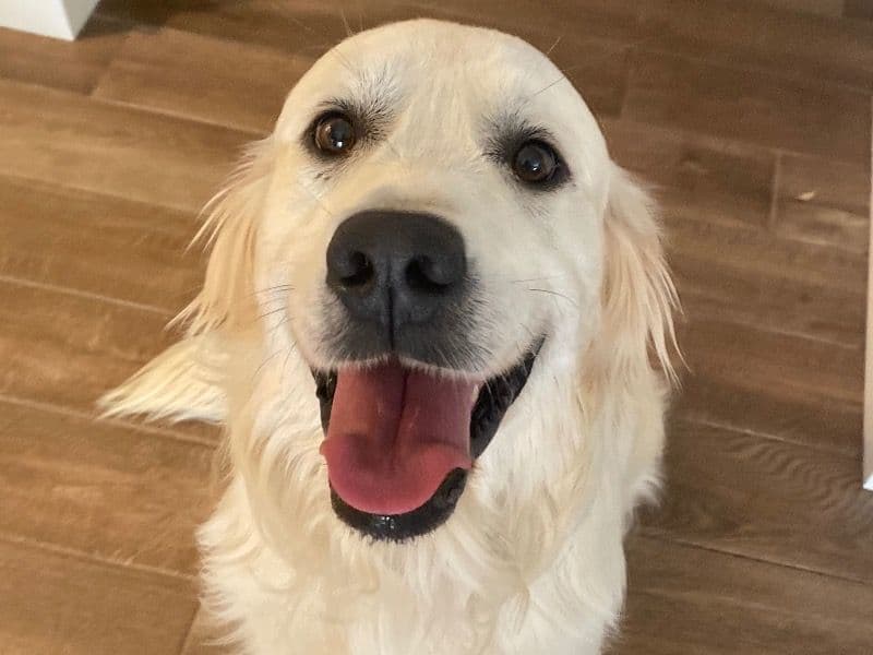 English Cream Retriever 3 years 8 months old male large named Apollo for breeding in Midland, Texas | Petmeetly