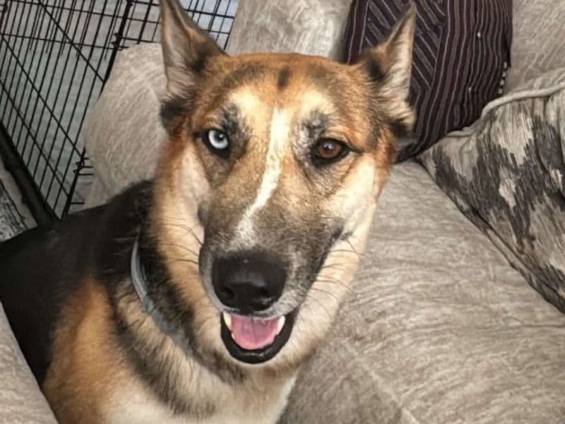 Maple - German Shepherd | Petmeetly