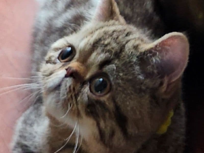 Exotic Shorthair 8 months old female named Squishy for breeding in Western Connecticut Planning Region, Connecticut | Petmeetly