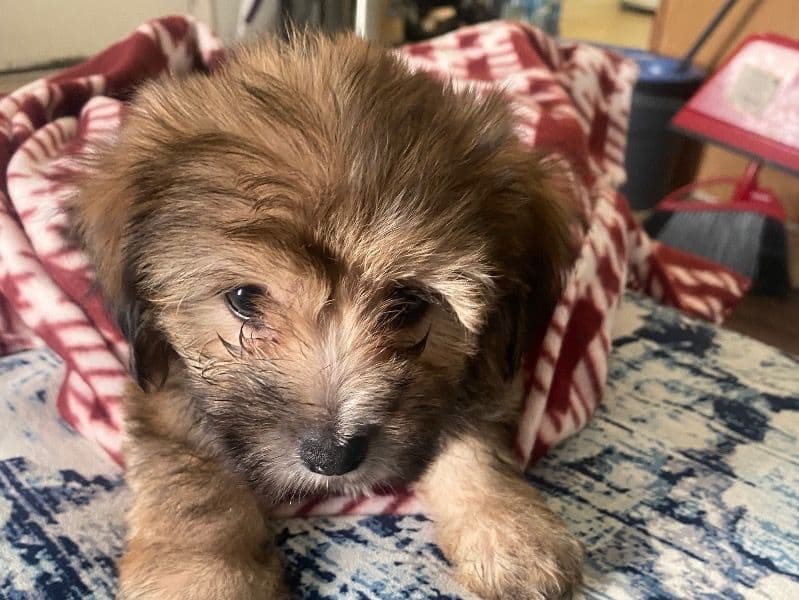 Porkie 2 months old female small named Big Girl for breeding in McLennan County, Texas | Petmeetly