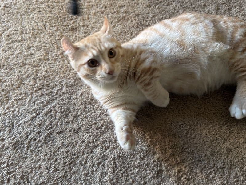 Munchkin 6 months old male named Cooper for sale in Triangle, Virginia | Petmeetly