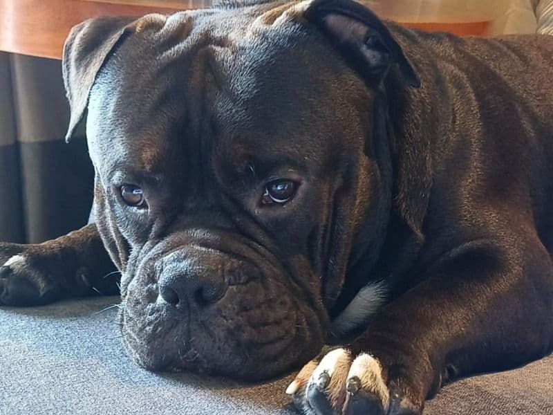 American Bully 1 year 10 months old male medium named Bagheera for breeding in Pune Division, Maharashtra | Petmeetly