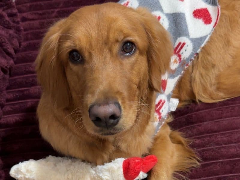 Golden Retriever 1 year old female medium named Blossom for breeding in Chatham County, Georgia | Petmeetly