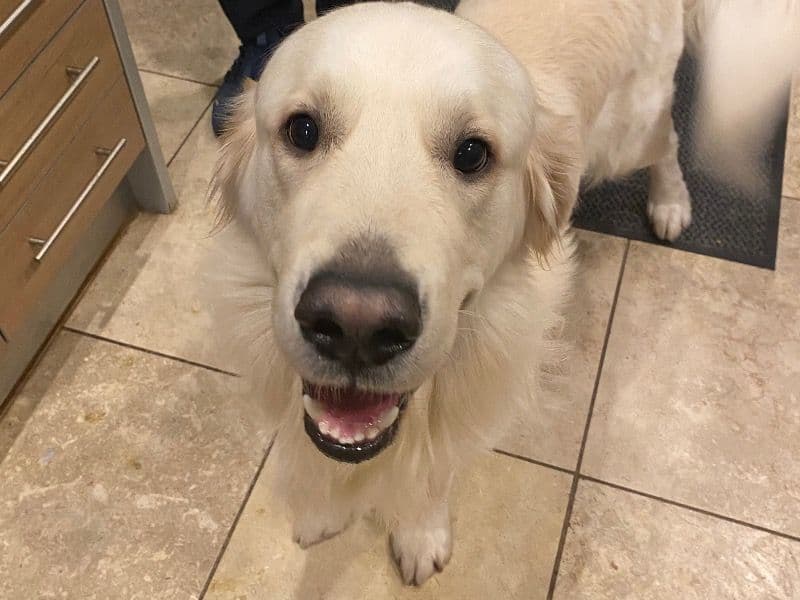 Golden Retriever 2 years 3 months old male large named Dash for breeding in Greater London, England | Petmeetly