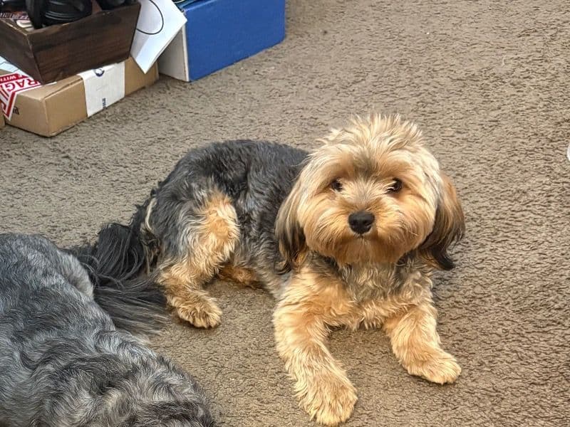 Yorkie Russell 10 months old male small named Dash for sale in Harris County, Texas | Petmeetly