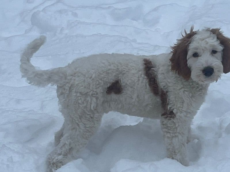 Goldendoodle 1 year 3 months old male large named Sunny for breeding in Marion County, Indiana | Petmeetly