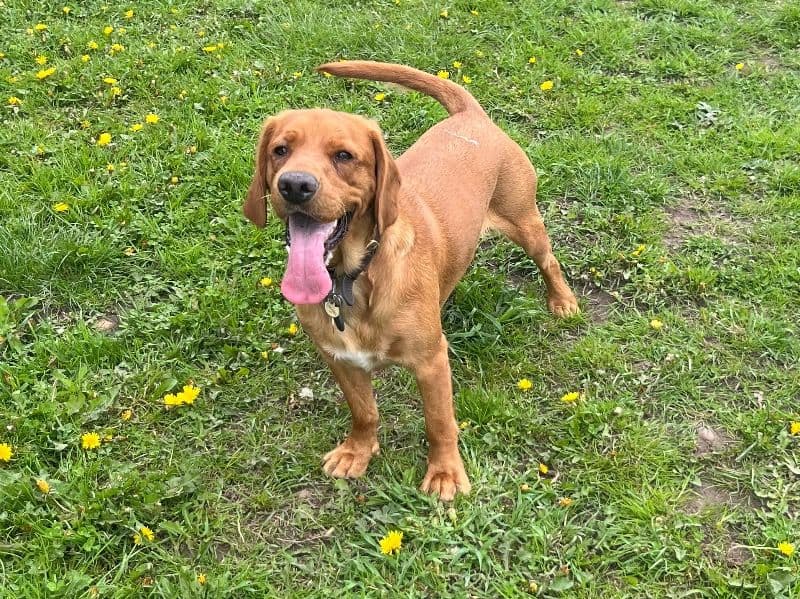 Harley primary photo