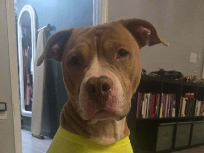 American PitBull Terrier 2 years 1 month old male large named Boss Man for breeding in Orange County, Florida | Petmeetly