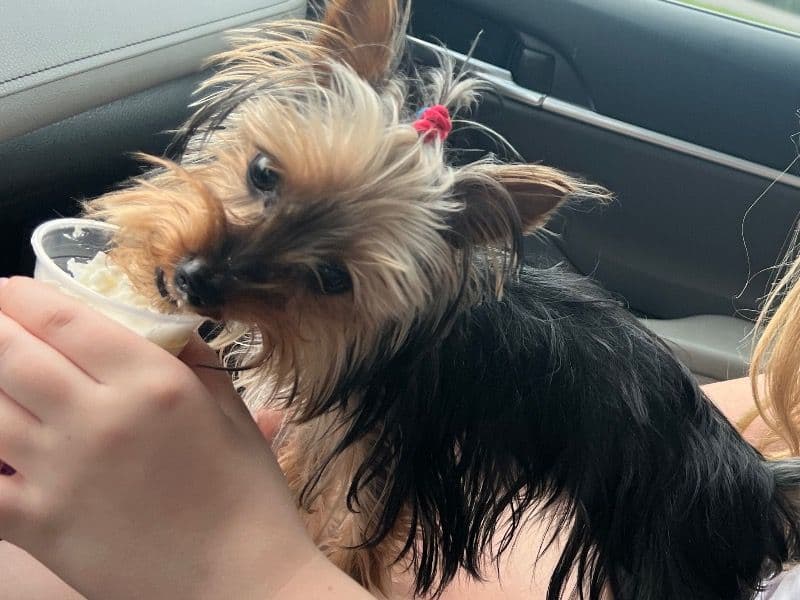 Yorkshire Terrier 1 year 3 months old female small named Paisley for breeding in Harrison County, Kentucky | Petmeetly