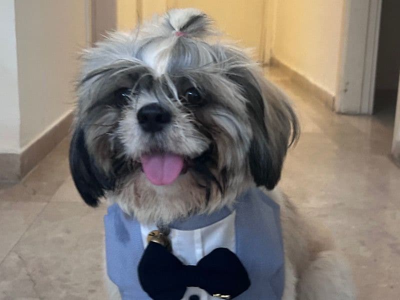 Shih Tzu 1 year 8 months old male medium named Jamie for breeding in Chennai, Tamil Nadu | Petmeetly