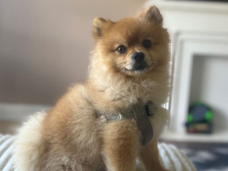 Teddy Bear primary photo