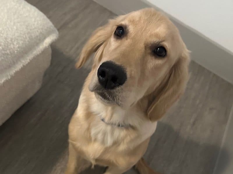 English Golden Retriever 10 months old female medium named Athena for sale in Dallas County, Texas | Petmeetly