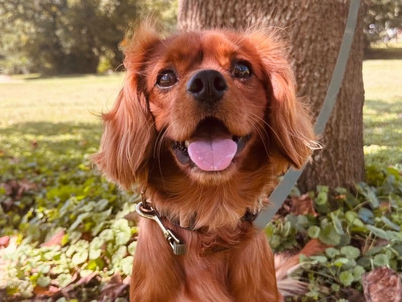 Cavalier King Charles Spaniel 1 year 5 months old male medium named Theo for breeding in Knox County, Tennessee | Petmeetly